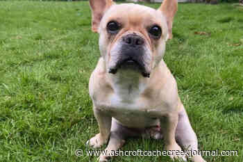 ‘Honey needs wheels’: Island animal rescue fundraises for paralyzed, abandoned pup - Ashcroft Cache Creek Journal