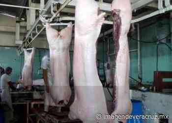 Coatepec: empleados del rastro municipal denuncian plaga de ratas y cucarachas - Imagen de Veracruz