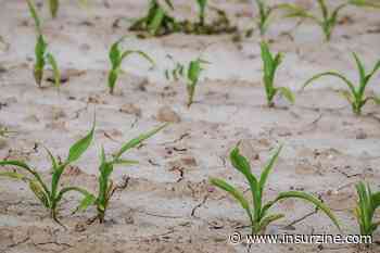 Crisi idrica: lo strumento assicurativo tradizionale non è più in grado di far fronte da solo alle perdite di produzioni agricole - Insurzine