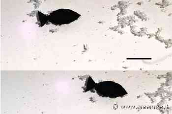 Gli scienziati sviluppano minuscoli pesci robotici in grado di assorbire le microplastiche mentre nuotano - greenMe.it