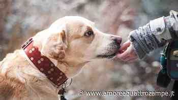 I cani sono in grado di assumere il nostro punto di vista: l’incredibile studio - www.amoreaquattrozampe.it