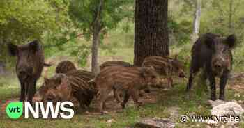 Stad Genk bekijkt of everzwijnen gevangen kunnen worden met kooien: "We krijgen steeds meer klachten" - VRT NWS