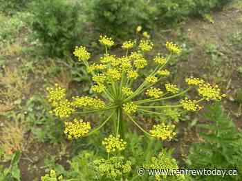 Readying for wild parsnip - renfrewtoday.ca