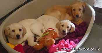 Three sick puppies dumped at the roadside in Renfrew 'linked' to low-welfare puppy dealers - Daily Record