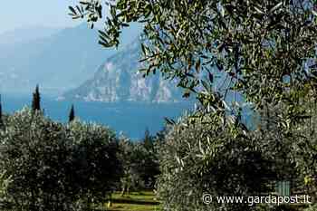GARLIVE®, un concentrato di salute dalle olive del lago di Garda - gardapost