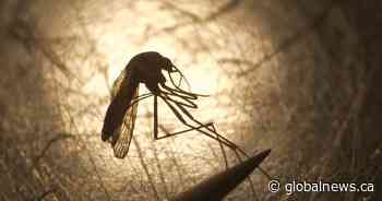 Mosquito population expected to rise in Lethbridge following rainfall events