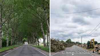 'Gevaarlijke' zilverpopulieren gekapt in Wommelgem: 'Plat op de buik voor koning auto' - De Standaard