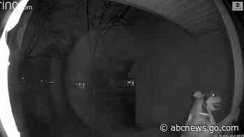 WATCH:  Dedicated dog escapes from pet hotel, returns home