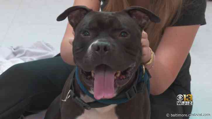 High Inflation Is Prompting Pet Owners To Surrender Pets To Animal Shelters