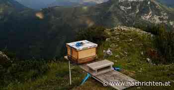 10.000 Bienen fanden auf dem Traunstein eine neue Heimat - OÖNachrichten