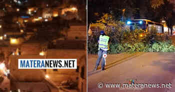 Matera: albero si spezza e prende un bus! I dettagli - Matera News