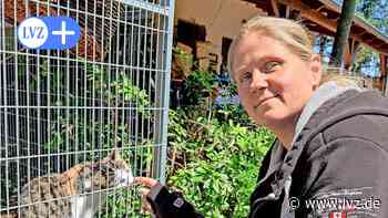 Katzen-Verkäufe im Internet: Eilenburger Tierheim warnt vor Vermehrern - Leipziger Volkszeitung