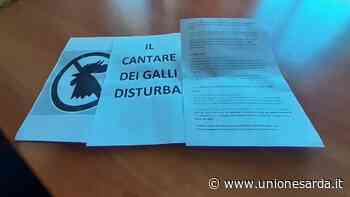 Sestu, il gallo canta all’alba: lettera di “avvertimento” al proprietario - L'Unione Sarda.it - L'Unione Sarda.it