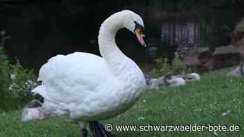 Wasservögel auf der Nagold - Deshalb soll man Vögel nicht mit Brot füttern - Schwarzwälder Bote