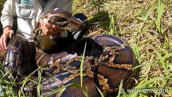 See record-breaking python caught in Florida Everglades