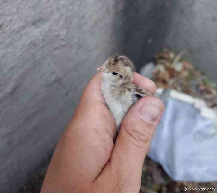 City of Albuquerque biologists come to the rescue of trapped animals