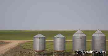 Saskatchewan crops helped out by recent rain - Global News