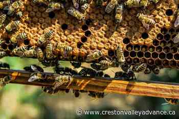 Creston honey bee keeper sees 30% loss in colony from winter as province-wide spike reported - Creston Valley Advance