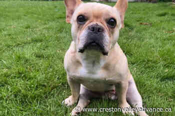 ‘Honey needs wheels’: Island animal rescue fundraises for paralyzed, abandoned pup - Creston Valley Advance