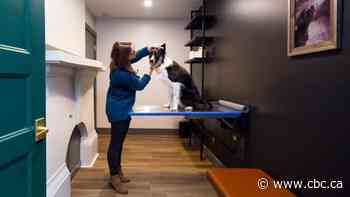 Kamloops vets calls on community to help fund 24-hour clinic - CBC.ca