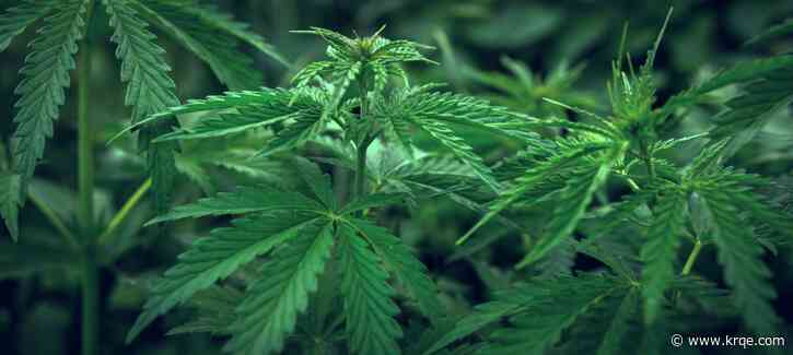 Cannabis shops asking Albuquerque for exemption to open near other shops