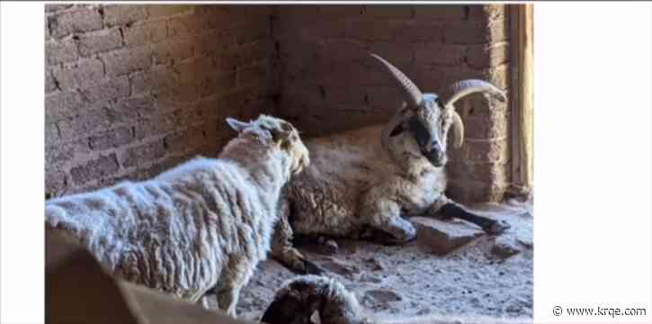 Albuquerque city councilor claims animals are being neglected at Biopark