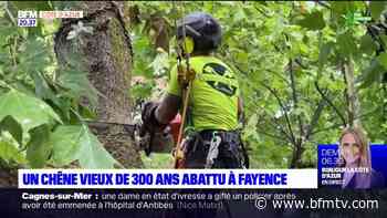 Var: un chêne de 300 ans abattu à Fayence - BFMTV