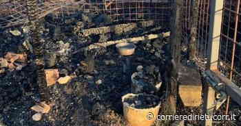 Rieti, incendio distrugge canile. Morta Lilla la mascotte del rifugio - Corriere di Rieti