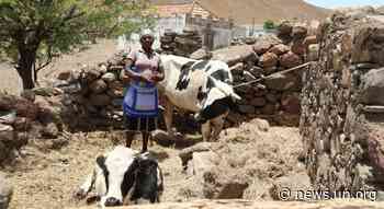 Cabo Verde: 'Unprecedented' food insecurity triggers social and economic emergency - UN News