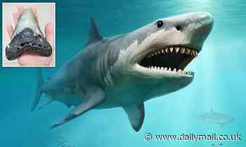 Megalodon was higher up the food chain than any other marine animal, study says - Daily Mail