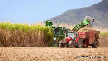 Green Alliance: UK’s biofuel consumption making global food crisis worse - edie.net