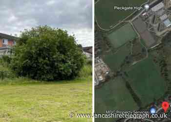 Mum feels 'trapped' due to overgrown council trees