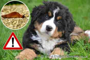 Warning for dogs amid lungworm outbreak in south east London