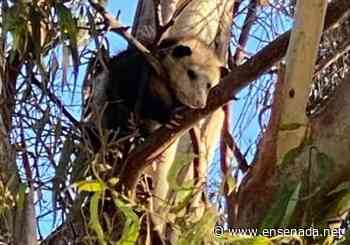 Provoca tlacuache operativo de bomberos - Ensenada.net