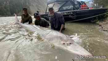 700-pound sturgeon caught in Fraser River near Lillooet | CTV News - CTV News Vancouver