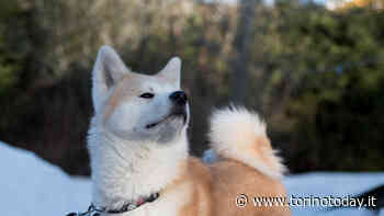 Bambino di tre anni azzannato dal cane di famiglia a Grugliasco: è stato operato in ospedale - TorinoToday