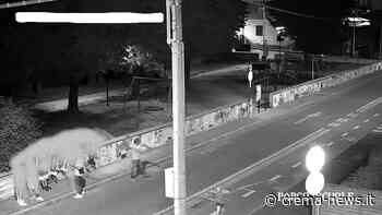 Rompe bottiglia sulla ciclabile, multato - Crema News