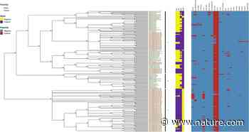 Whole genome sequencing analyses revealed that Salmonella enterica serovar Dublin strains from Brazil belonged to two predominant clades | Scientific Reports - Nature.com