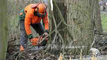 Kurioser Vorfall in Aschau am Inn: Unbekannter fällt Baum in fremdem Garten