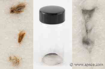 NASA halts sale of cockroach-eaten Apollo 11 moon dust