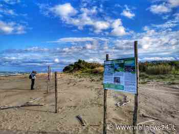 Dura nota dell'ISPRA: "Il Comune di Roseto ostacola la ricerca sul fratino in un'area protetta" - Wallnews24