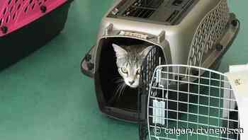 Local cat rescue buys Calgary cat cafe | CTV News - CTV News Calgary