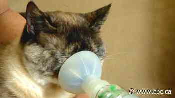 Asthmatic cat about to break record for Calgary rescue group — and that's not a good thing - CBC.ca
