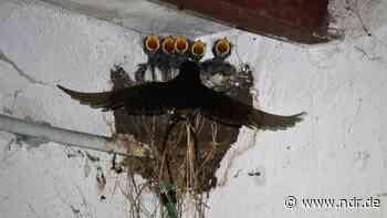 Schwalben im Landkreis Stade sollen gezählt werden - NDR.de