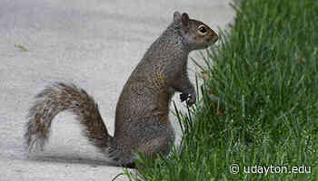 Alma mater takes a break - University of Dayton - News Home