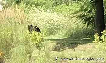 'Bear encounters are extremely rare': Bear seen in north Clarington conservation area - durhamregion.com