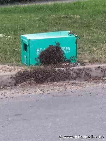 Bee swarm discovered on roadside in Oxford