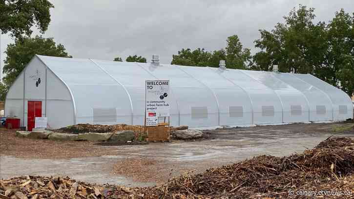 New Calgary greenhouse to quadruple farm's production of food for people in need