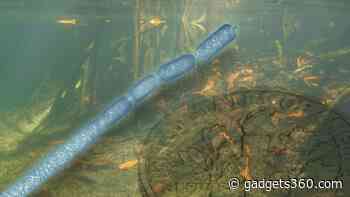 Large Bacterium Visible to the Naked Eye Found in Mangroves of France