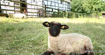"Naturbegegnungen" im Freilichtmuseum Detmold | Lokale Nachrichten aus Detmold - Lippische Landes-Zeitung